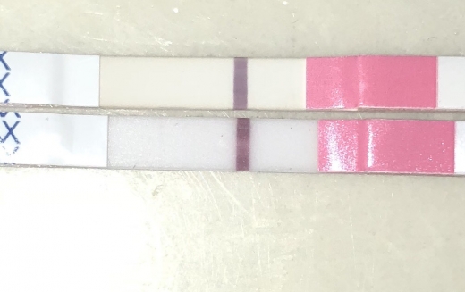 Clinical Guard Pregnancy Test, 14 Days Post Ovulation, Cycle Day 31