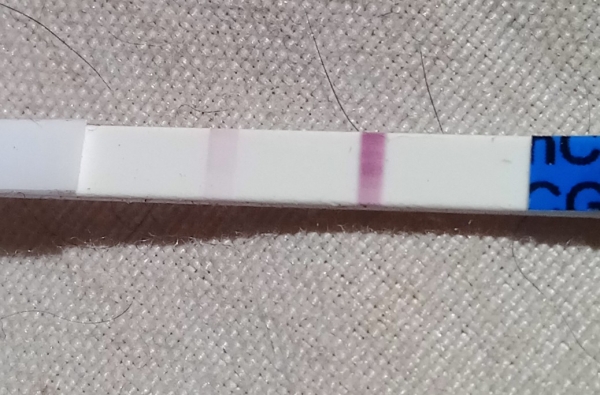 Generic Pregnancy Test, 16 Days Post Ovulation, FMU, Cycle Day 31