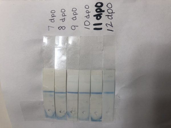 Equate One Step Pregnancy Test, 12 Days Post Ovulation, FMU, Cycle Day 26