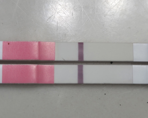 Clinical Guard Pregnancy Test, 12 Days Post Ovulation, FMU, Cycle Day 27