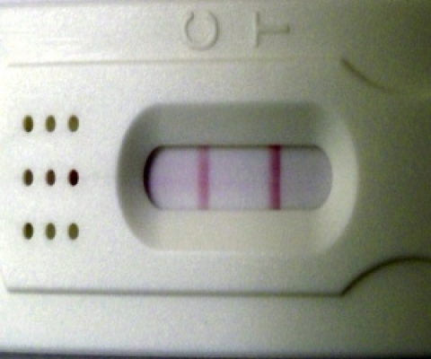 Dollar Tree Ovulation Test, Tested cycle day 14