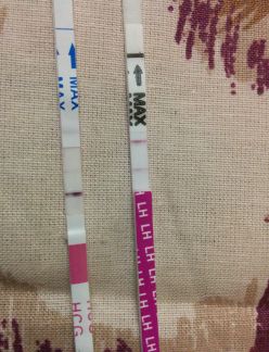 Home Pregnancy Test, 16 Days Post Ovulation, FMU